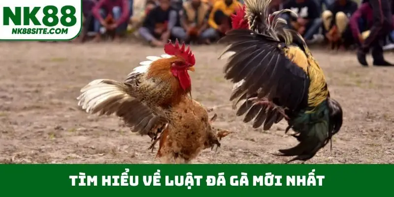 Tìm hiểu về luật đá gà mới nhất